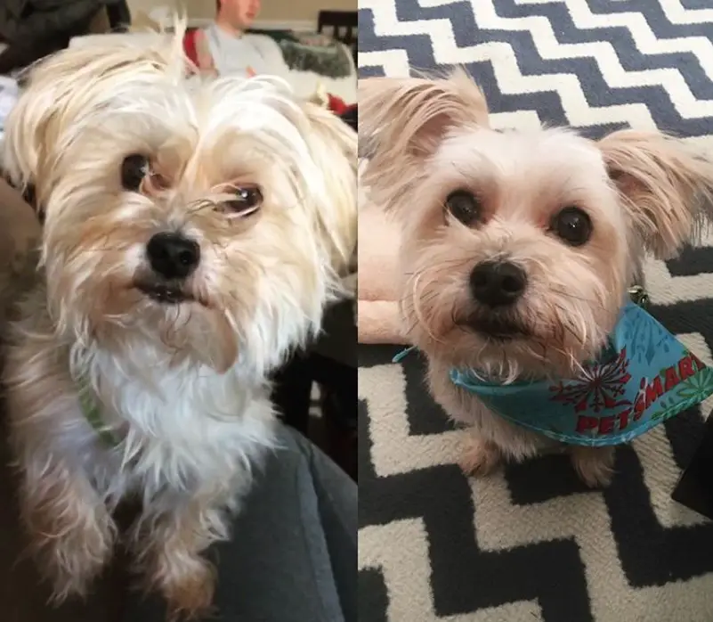 Morkie dog before and after collage photo after a haircut that involves trimmed hair on its face and body while keeping its hair on its ears short and straight that may style as pony tail