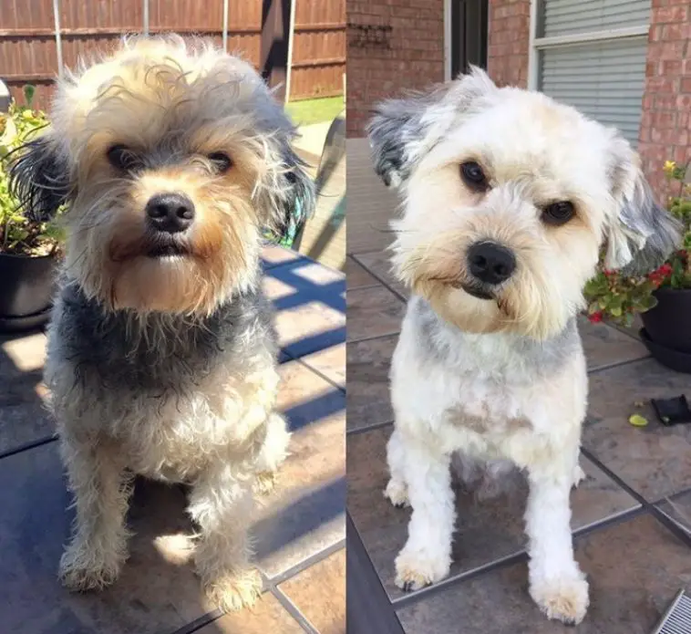 before and after haircut photo of Morkie dog, its hair are trimmed and look fluffy