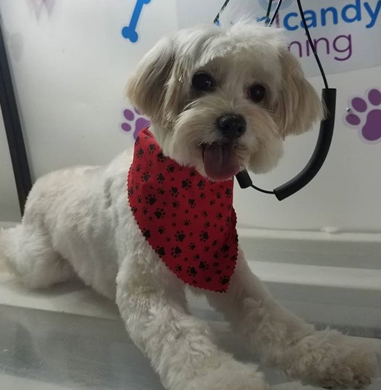 white morkie dog resting on the floor with a short bob cut and a fluffy hair on its body