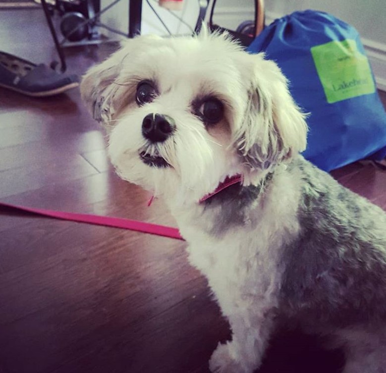 Morkie dog with short bob cut hairstyle and fluffy hair on its body