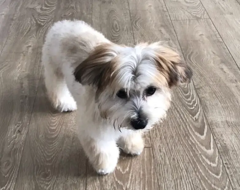 Morkie puppy walking on the floor with teddy bear cut and fluffy hair on its body