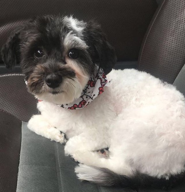 Morkie dog resting on the couch fresh from its simple haircut