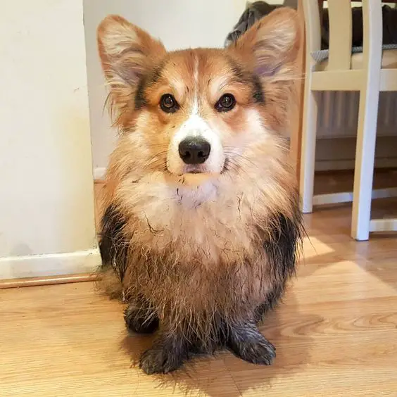 Corgi dog with mud on half of its body