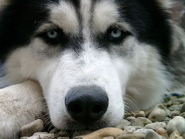 husky dog face in pebbles