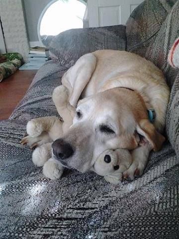 A Labrador lying on the couch with its face on top of a teddy bear stuffed toy