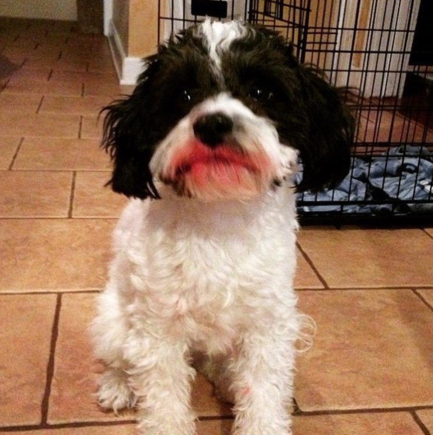 Papipoo with white and black curly floor sitting on the floor with lipstick stain in its mouth