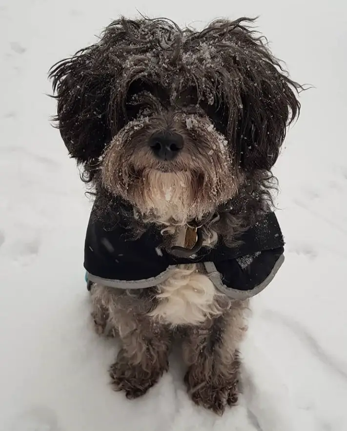Papipoo wearing a vest sitting outdoors in snow