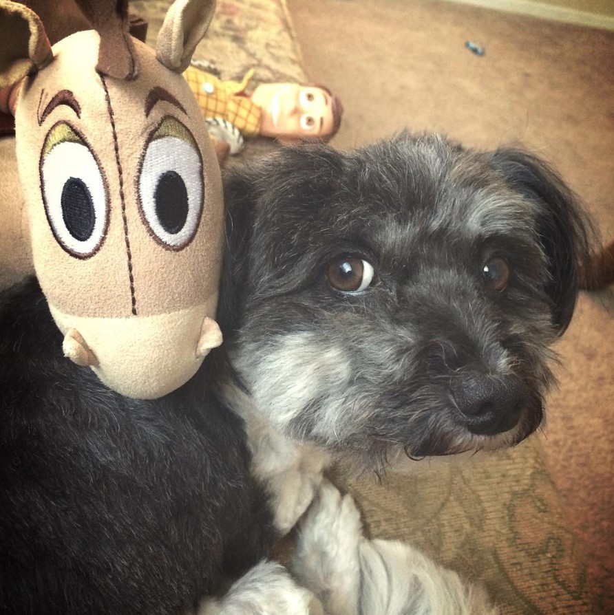 Papillon sitting on the floor while looking with the head of a horse stuffed toy in its back