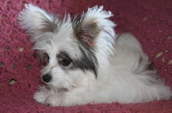 Papipoo puppy with big ears and medium length hair lying down