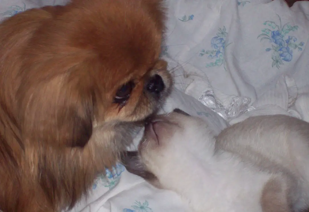 A Pekingese lying on the bed with a cat