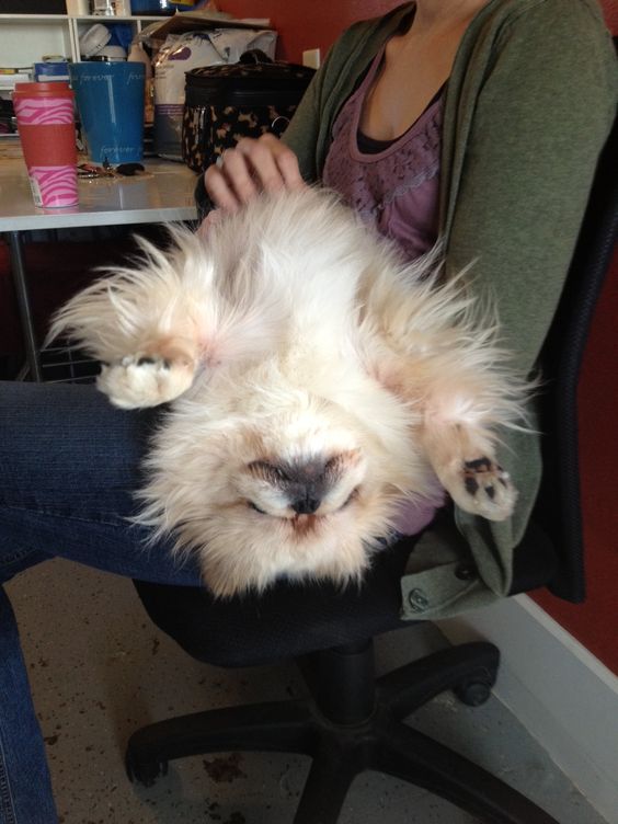 girl belly rubbing her Pekingese