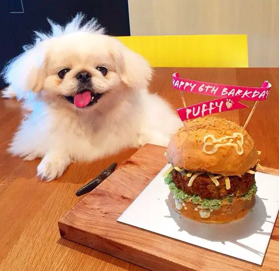 smiling white Pekingese in front of a its birthday burger