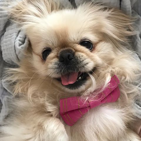 smiling with its tongue out Pekingese dog wearing pink ribbon on its neck while on the bed