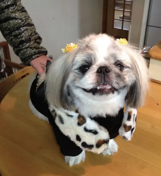 Pekingese in cute outfit sitting on the table