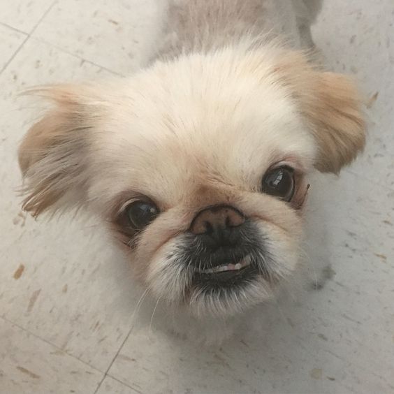 A Pekingese standing on the floor with its sad face