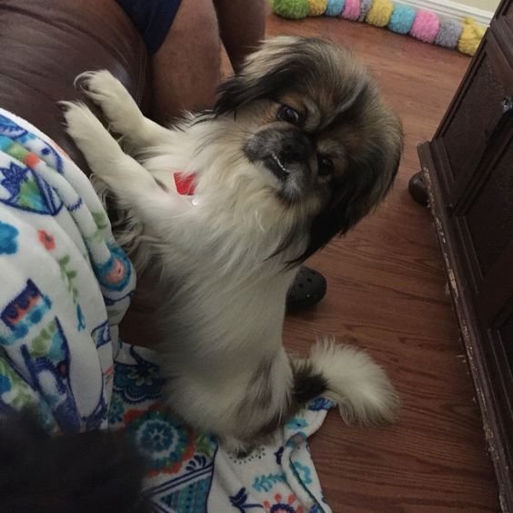 A Pekingese standing up leaning towards the couch
