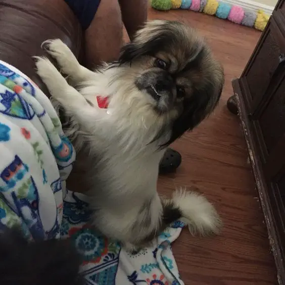 A Pekingese standing up leaning towards the couch
