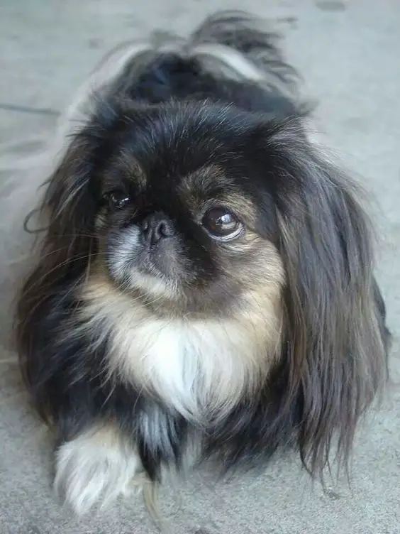 A Pekingese lying on the pavement while staring with its adorable eyes