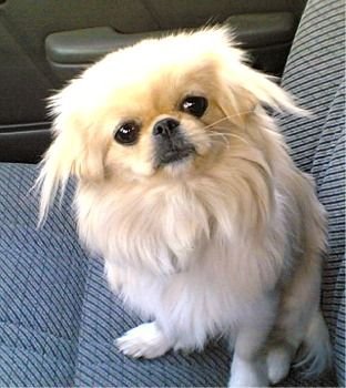 A Pekingese sitting in the passenger seat