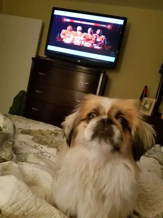 A Pekingese sitting on top of the bed