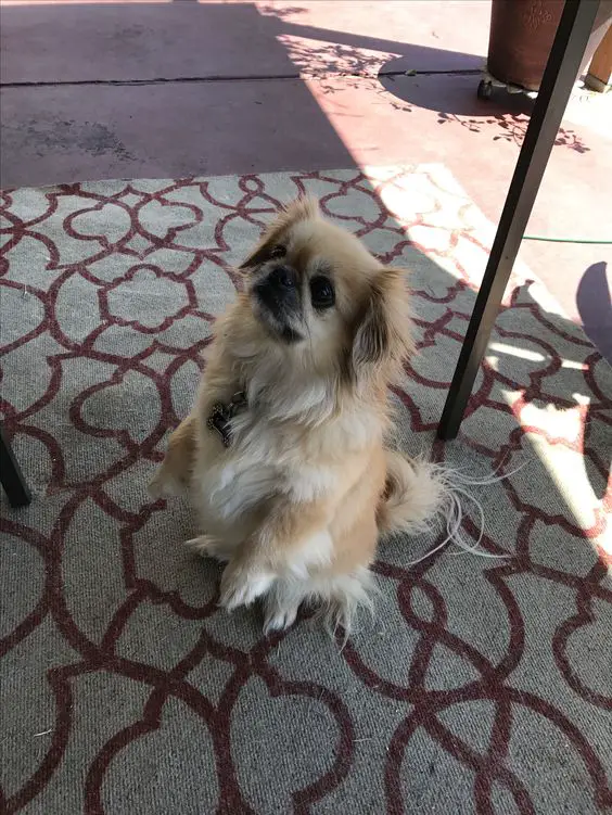 A Pekingese standing up on the carpet