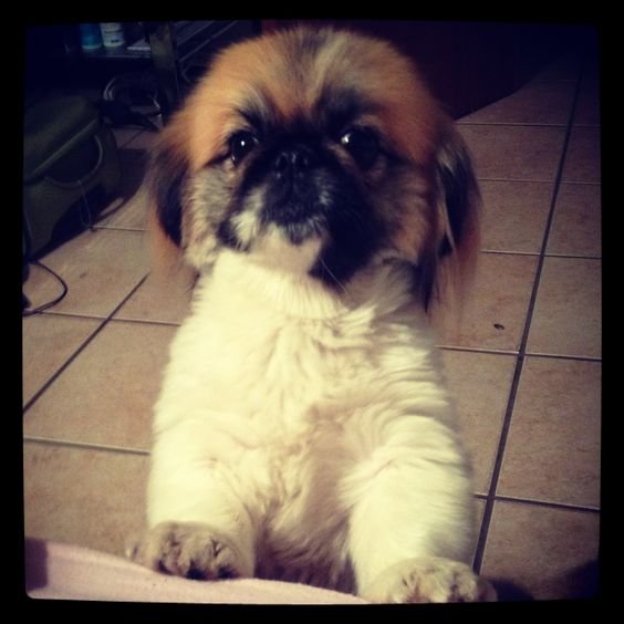 A Pekingese standing up leaning on the couch with its sad face