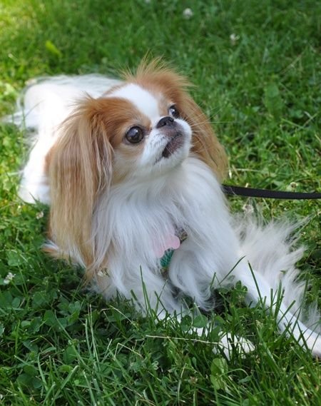 A Pekingese lying on the grass