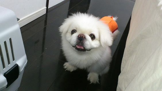 A Pekingese sitting on the floor while smiling