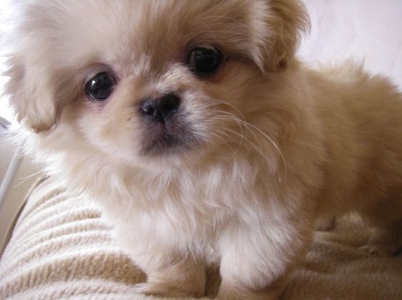 A Pekingese standing on the bed with its curious face