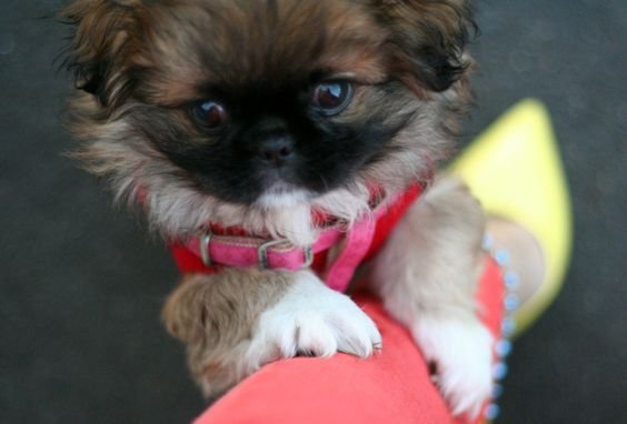 A Pekingese leaning towards the leg of a woman
