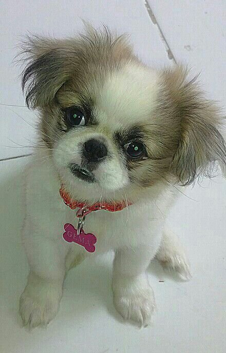 A Pekingese sitting on the carpet