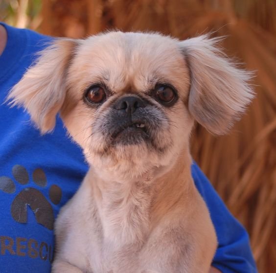 A Pekingese puppy sitting on the lap of a person