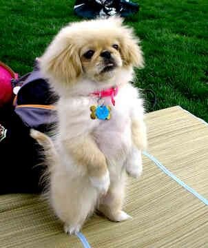 A Pekingese standing up on the blanket on top of the grass in the yard