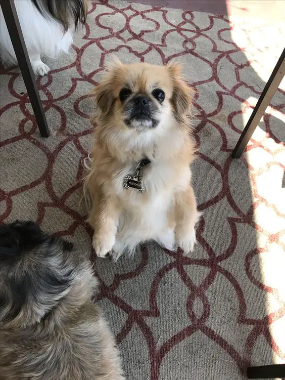 A Pekingese standing on the floor with its begging face