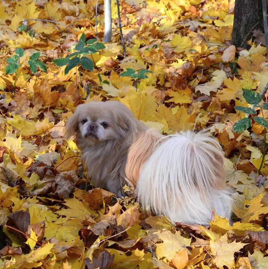 A Pekingese walking in the autumn leaves on the ground