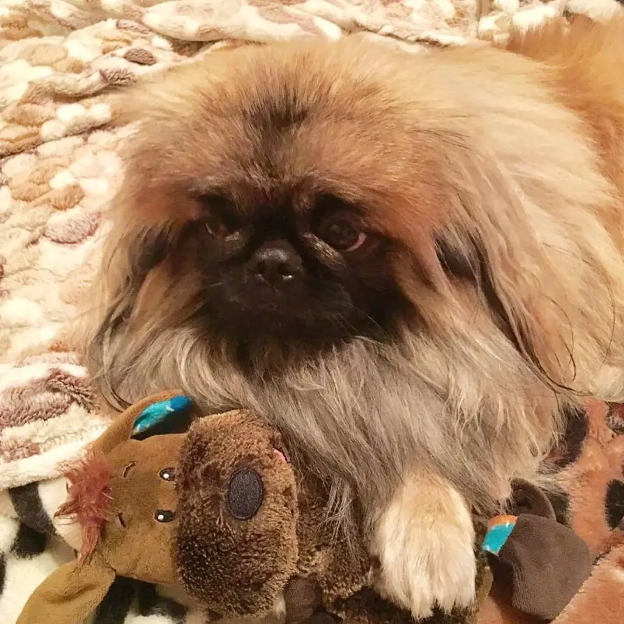 A Pekingese lying down on its bed with its stuffed toy