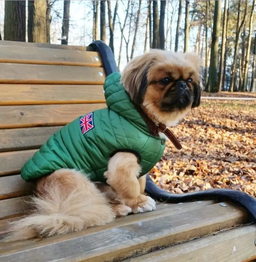 A Pekingese wearing a green jacket sitting on the bench at the park