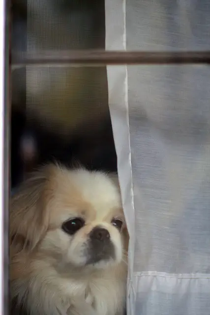 Pekingese sitting behind the glass window with its sad face