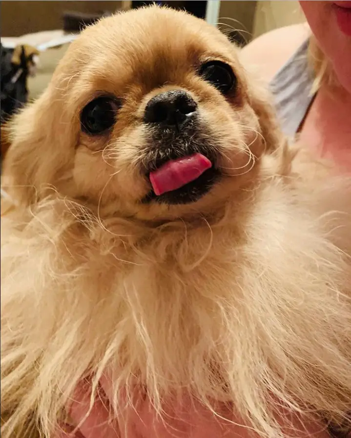 A woman carrying a Pekingese licking its mouth