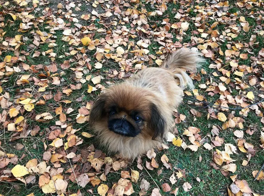 A Pekingese standing in the grass with dried leaves