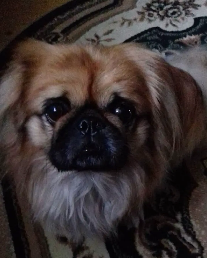 Pekingese sitting in the carpet with its sad face