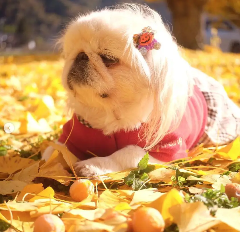 Pekingese wearing a cute dress lying down on the dried leaves under the sun