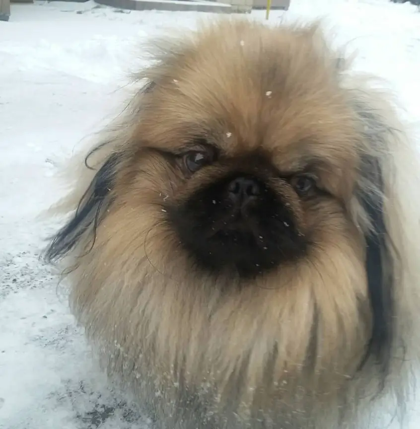 Pekingese sitting in the snow with its grumpy face