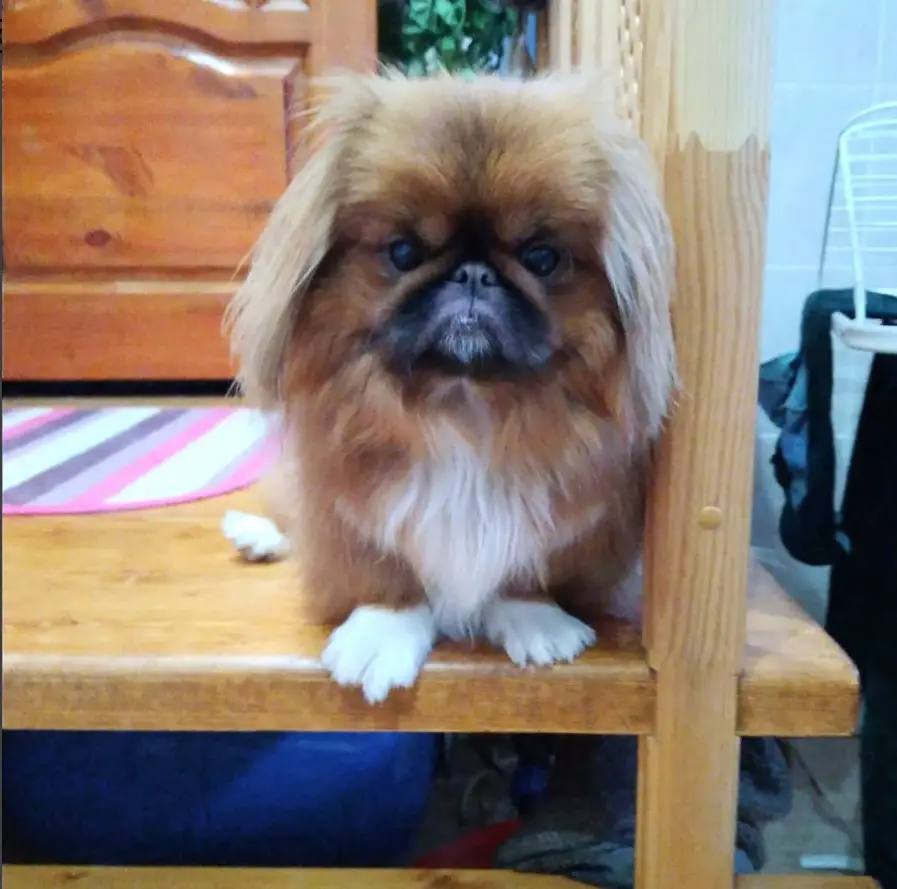 A Pekingese sitting on the table with its grumpy face