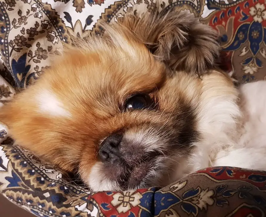 A Pekingese snuggled in bed