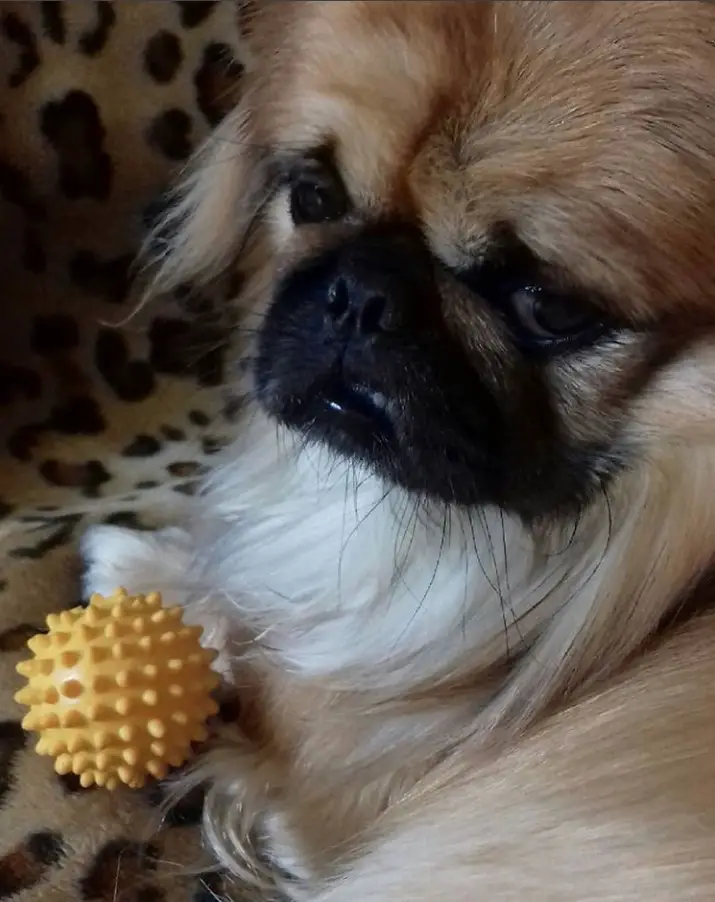 Pekingese lying down in the couch with its ball