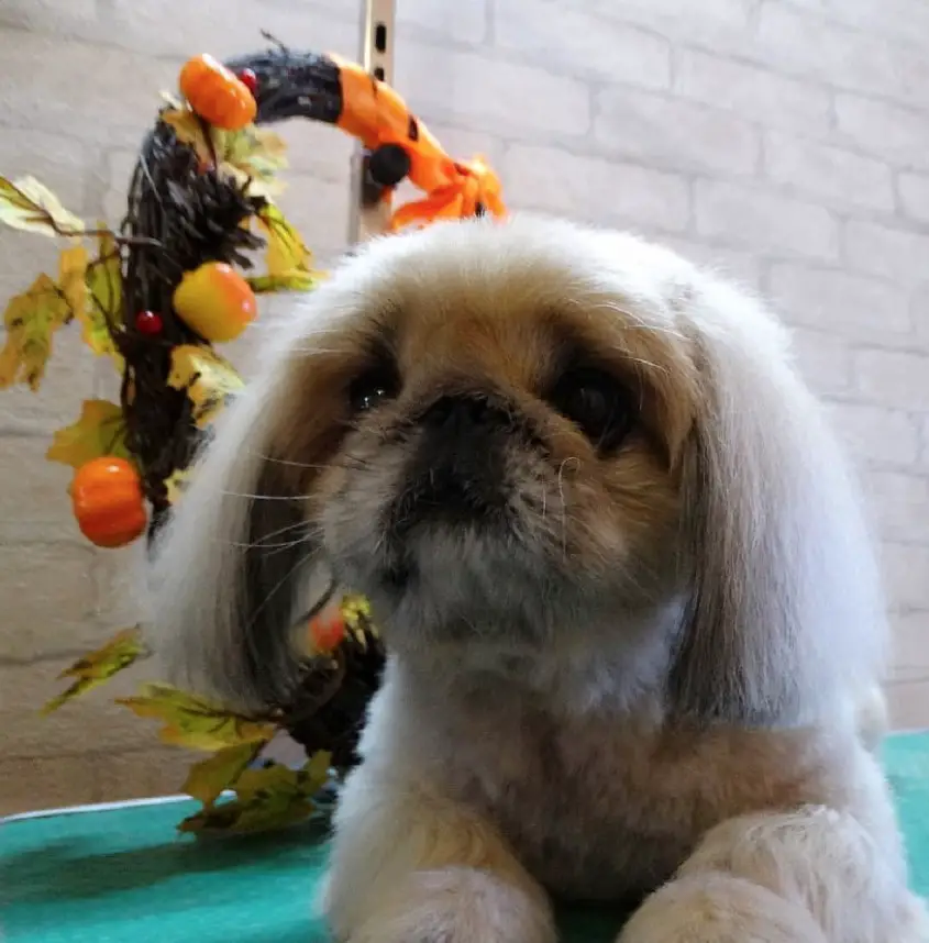 Pekingese lying down on the grooming table while looking up with its sad face