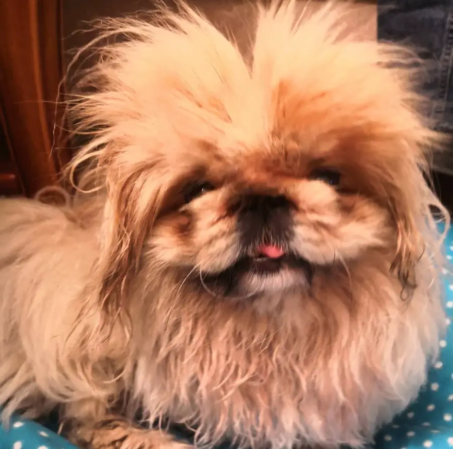 A Pekingese lying down on its bed while smiling