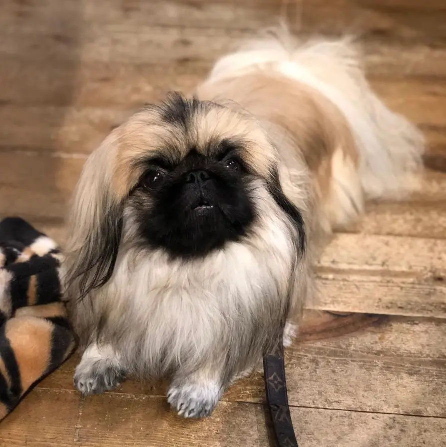Pekingese lying down on the wooden floor while looking up with its curious face