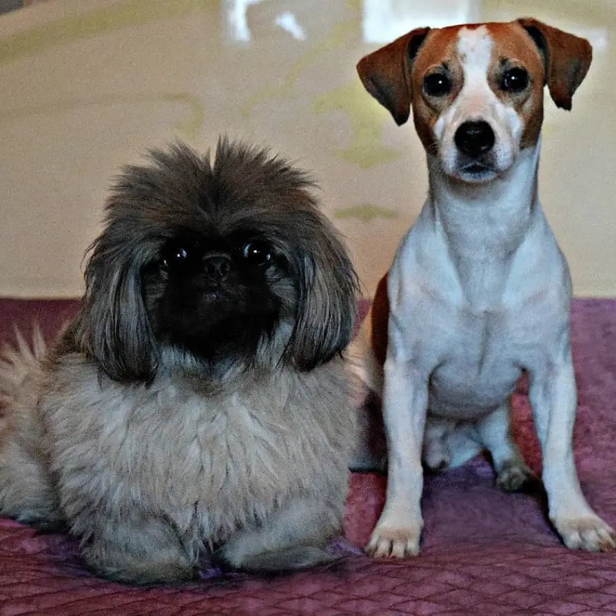 Pekingese sitting in the carpet next to a Jack Russell